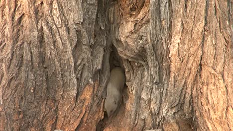 dwarf-mongoose-peeking-out-of-a-hole-in-a-tree,-then-leaving-shelter,-medium-close-shot