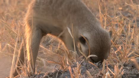 meerkat-digging-in-dry-savannah-for-food,-lit-bei-evening-sun,-stirring-up-dust,-close-up-shot