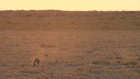 two-meerkats-digging-in-search-for-food,-long-shot-in-dry-flat-savannah-during-late-afternoon