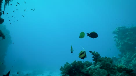 Red-Sea-Bannerfish-Swimming-Around-Beautiful-Corals-In-The-Reef-Undersea---underwater
