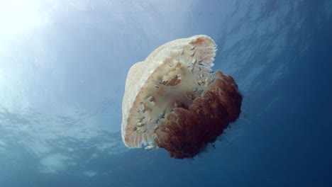Large-white-spotted-jellyfish-floats-in-open-water-with-several-juvenile-fish-hiding-from-predators-in-its-bell