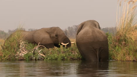 Dos-Elefantes-Africanos-Machos-Se-Alimentan-De-Caña-Y-Hierba-Mientras-Están-Parados-Hasta-Las-Rodillas-En-El-Agua,-Luz-De-La-Tarde-De-Tiro-Largo