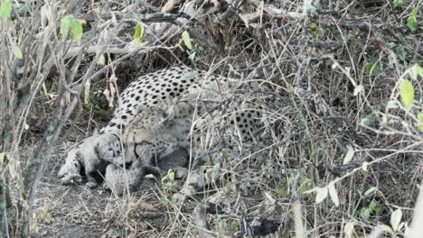 mama-cheetah-with-playful-cubs-hidden-in-undergrowth,-licking-fur,-medium-shot