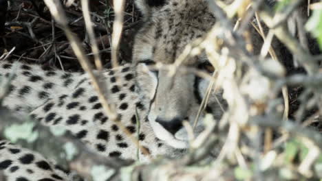 mama-cheetah-with-cubs-hidden-in-undergrowth,-close-up-shot-of-female's-head