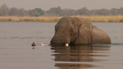 male-African-elephant-walk-through-lake-or-river,-water-covering-legs,-tusks-and-belly,-using-trunks-to-breath,-approaches-camera