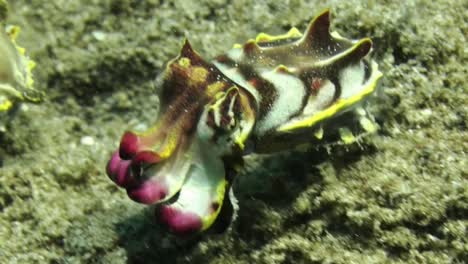 male-flamboyant-cuttlefish-tailing-significantly-larger-female,-camera-zooming-out-showing-both-individuals-completely