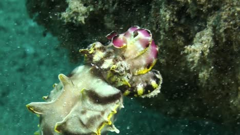 couple-of-flamboyant-cuttlefish-on-sandy-bottom,-male-with-colorful-display,-larger-female-well-camouflaged,-female,-taking-off,-swims-to-adjoining-reef-in-search-for-food-in-holes-and-crevices