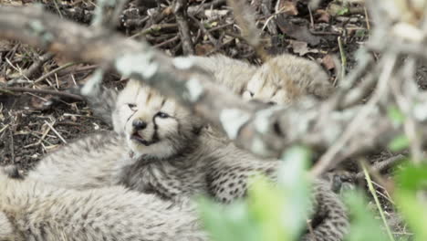 three-cheetah-babies-hidden-in-undergrowth,-waiting-for-their-mother-to-come-back,-open-and-close-their-mouth