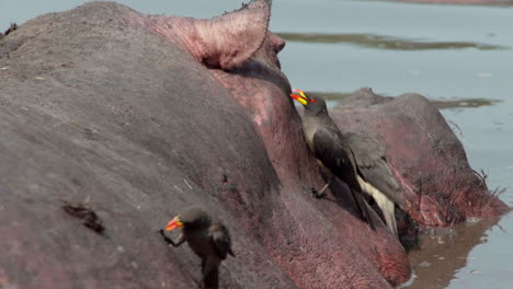three-yellow-billed-oxpeckers-eagerly-pecking-on-hippo's-head-in-mud,-hippopotamus-moving,-birds-taking-flight