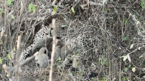 mama-cheetah-with-cubs-hidden-in-undergrowth-watching-attentive,-medium-shot