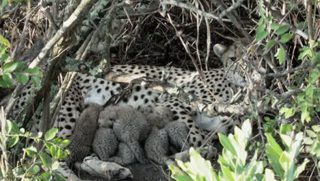 mama-cheetah-with-6-cubs-hidden-in-undergrowth,-babies-drinking,-medium-long-shot