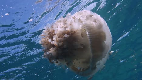 Large-white-spotted-jellyfish-floats-at-the-surface-of-the-water-while-juvenile-reef-fish-use-it-for-protection
