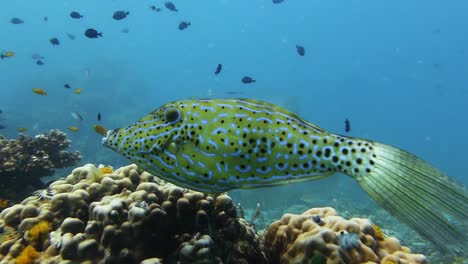 Gekritzelter-Fisch-Schwimmt-Vorsichtig-Auf-Der-Suche-Nach-Nahrung-Auf-Seichten,-Lebendigen-Korallenriffen