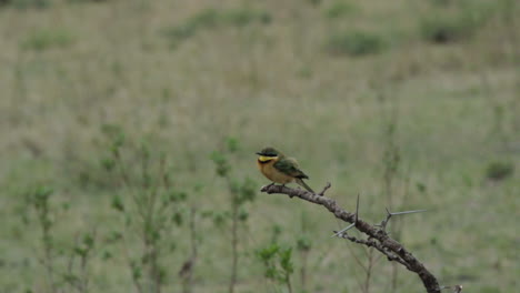 slow-motion-of-little-bee-eater-taking-of-from-a-branch-with-plain-grassland-in-background