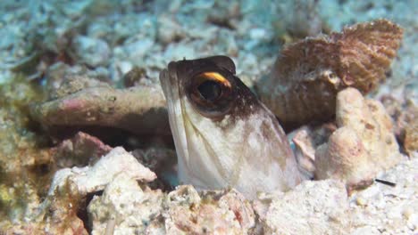 Yellowbarred-jawfish-hidden-in-burrow,-head-peeping-out,-open-mouth,-turn-head,-leave-burrow,-come-back,-close-up-shot
