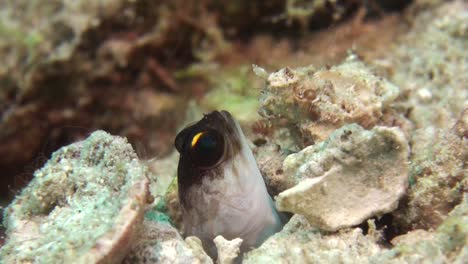 Yellowbarred-jawfish-watching-out-of-burrow,-open-mouth,-turning-head,-medium-closeup-shot