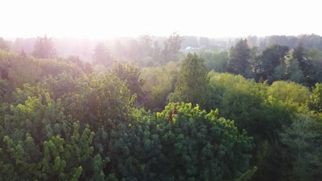 Aerial-of-a-forest-during-a-sunset