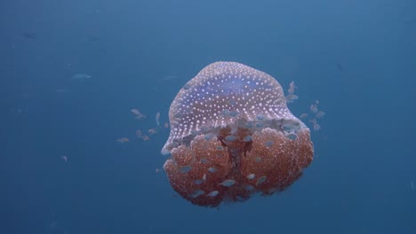 Large-ornate-white-spotted-jellyfish-floats-slowly-in-open-water-while-juvenile-fish-use-it-for-protection