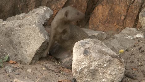 Two-dwarf-mongooses-scurry-between-stones-at-the-foot-of-a-tree,-leaving-the-frame,-close-up-shot