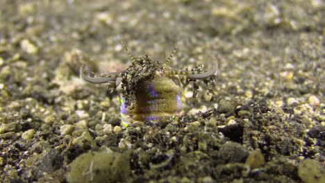 Bobbit-worm-lurking-in-seabed,-upper-body-part-with-jaws-sticking-out-of-sand,-close-up-shot-during-night