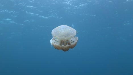 Large-white-spotted-jellyfish-swims-towards-surface-with-small-fish-using-it-for-protection-from-predators