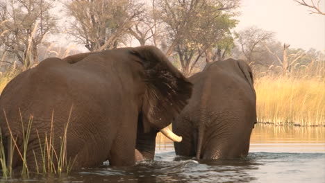 two-male-African-elephants-wade-through-knee-deep-water-after-swim,-view-from-behind,-reed-and-trees-in-background,-afternoon-light
