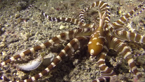 Wonderpus-wunderpus-photogenicus-hunting-at-night,-pan-from-tentacles-towards-head,-changing-direction,-camera-zooming-out