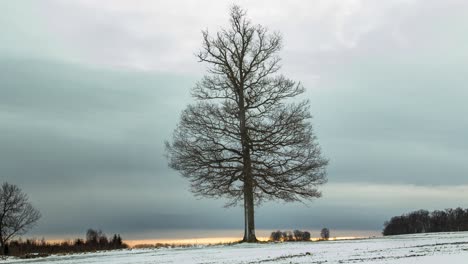 Einsamer-Baum-Im-Winter-Vorbeiziehende-Wolken-Zeitraffer-Schnee