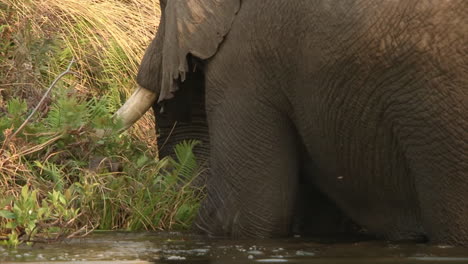 Elefante-Africano-Alimentándose-De-Juncos-Y-Hierba-Mientras-Está-Parado-Hasta-Las-Rodillas-En-El-Agua,-Retrocediendo