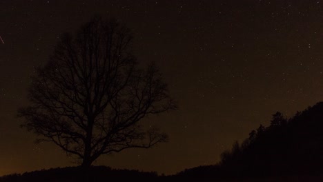 Einsamer-Baum-Und-Klarer-Himmel-Mit-Sternen