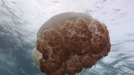 Large-white-spotted-jellyfish-floats-by-slowly-at-the-surface-with-small-fish-hiding-in-its-bell
