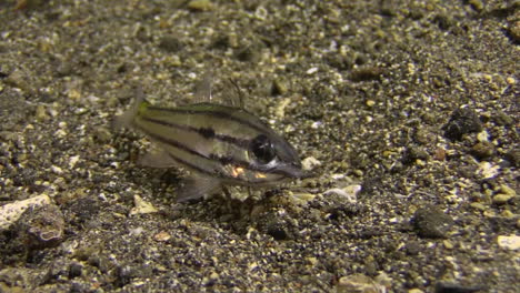 Bobbit-worm-attack-worm-kills-striped-cardinalfish,-snatch-and-drag-into-abyss-during-night