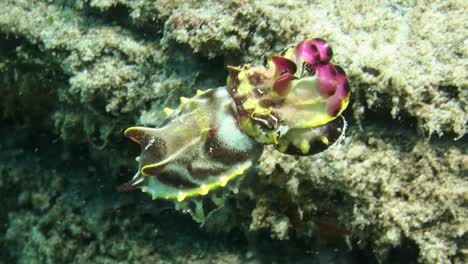 flamboyant-cuttlefish-swims-using-flaps-of-mantle,-reaches-coral-reef