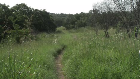 View-of-a-small-walking-trail-in-the-Texas-hill-country-with-tall-grasses-swaying-in-the-wind