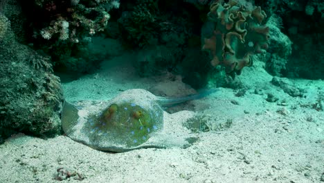 Poisonous-Bluespotted-Ribbontail-Stingray-Rests-On-Coral-Reef---underwater-shot