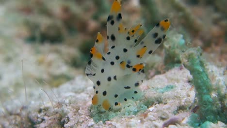 Spotted-Cerata-from-Pikachu-Nudibranch-Sway-in-Soft-Ocean-Sea-Current