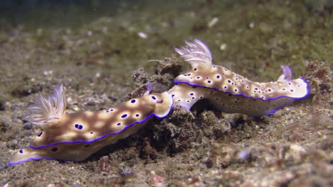 nudibranches-risbecia-tryoni-showing-tailing-behavior,-underwater-shot-on-sandy-bottom-in-indopacific