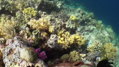 wide-angle-shot-of-heathy-coral-reef-with-sun-reflexions,-various-types-of-hard-and-soft-corals-and-sponges