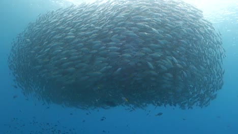 Huge-Tight-School-of-Selar-Boop-Fish-Spiral-Together-in-Shallow-Water