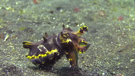 female-flamboyant-cuttlefish-approaches-coconut-shell-to-lay-eggs:-Takes-off,-short-swim-towards-an-opening-in-the-shell