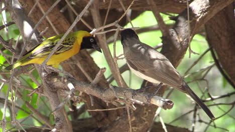 african-red-eyed-bulbul-and-southern-masked-weaver-in-the-undergrowth,-medium-close-shot
