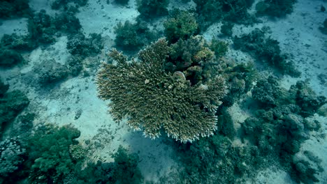 Enorme-Arrecife-De-Coral-En-La-Superficie-Del-Océano---Toma-Submarina-Media