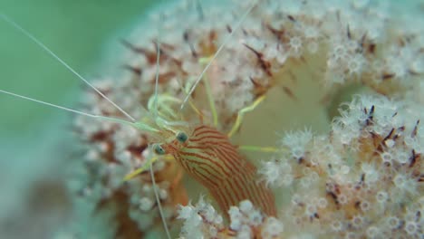Detailed-Close-Up-Striped-Peppermint-Candy-Cleaner-Shrimp-Hiding-in-Soft-Coral