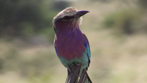 Lilac-breasted-roller-sitting-on-a-branch,-opening-bill,-turning-head,-taking-off,-close-up-shot
