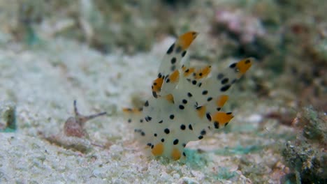 Beautiful-Spotted-Thecacera-Pacifica-Nudibranch-Cerata-Sway-in-Current