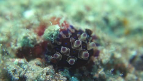Purple-Dendrodoris-Denisoni-Nudibranch-Beings-to-Extend-Breathing-Gills