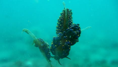 Family-of-Ornate-Trinchesia-Yamasui-Sea-Snail-Slugs-Grouped-Together