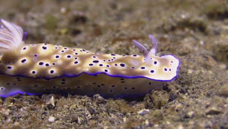 nudibranches-risbecia-tryoni-showing-tailing-behavior,-underwater-shot-on-sandy-bottom-in-Indo-pacific,,-close-up-shot-left-to-right
