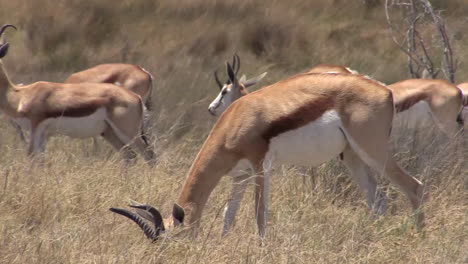 large-herd-of-springbok-grazing-in-dry-savannah-moving-right-to-left,-medium-to-long-shot