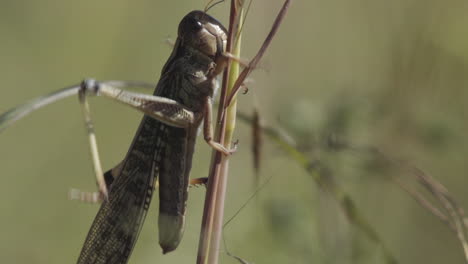 Locusta-migratoria-climbing-up-a-stalk-of-grain,-close-up-shot